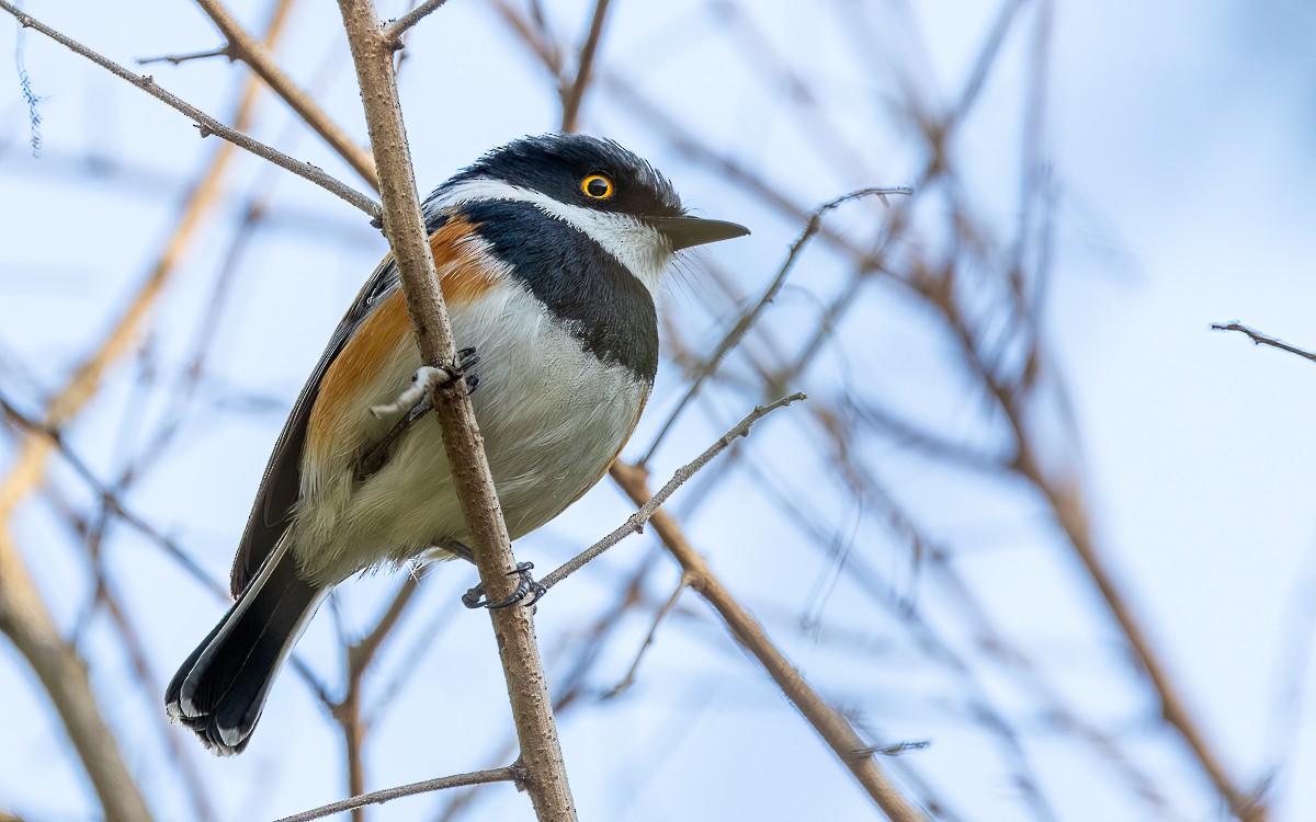 Cape Batis (Gray-mantled) - ML631199646