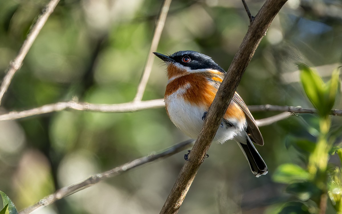 Cape Batis (Gray-mantled) - ML631199648