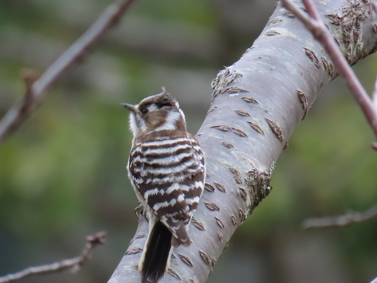 Japanese Pygmy Woodpecker - ML631199851