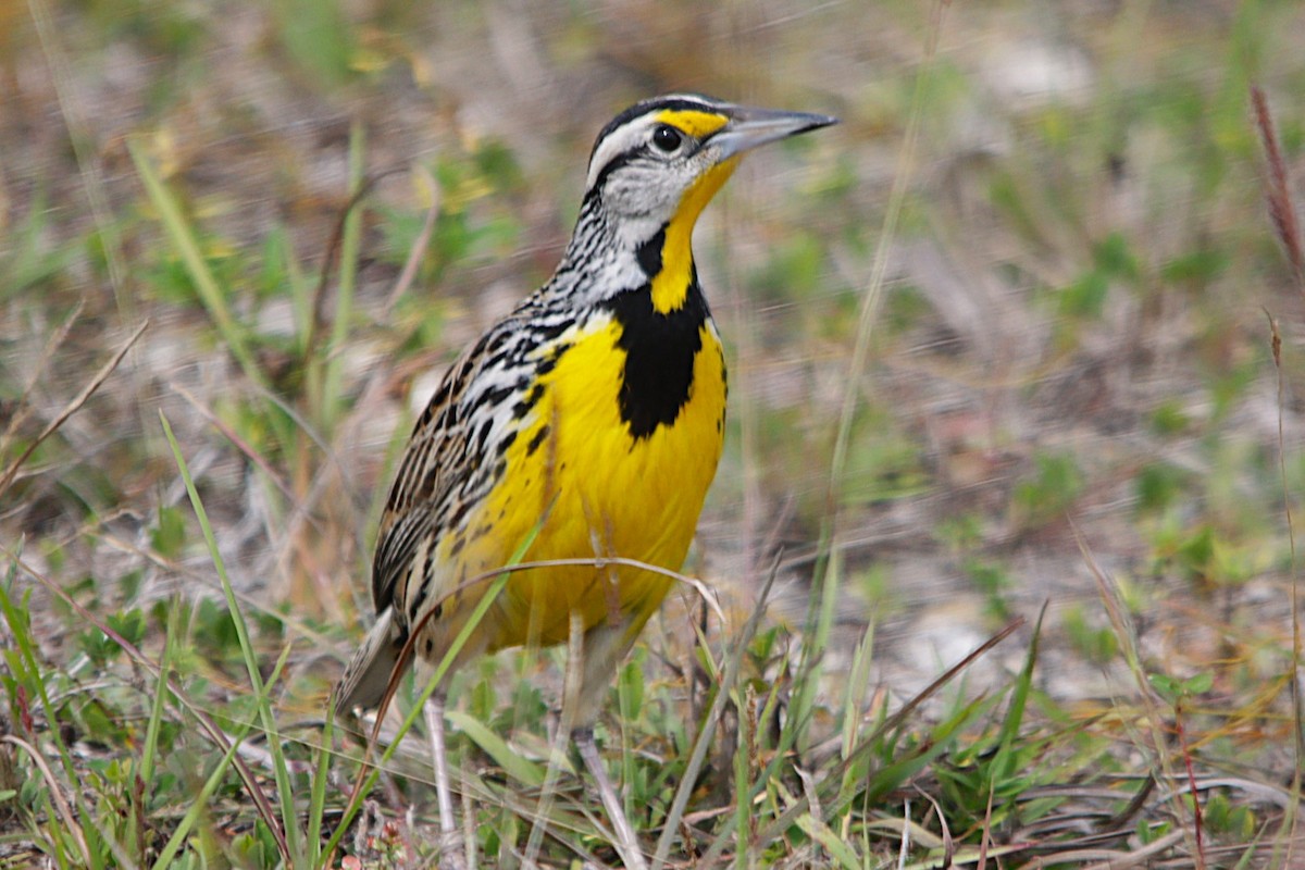 Eastern Meadowlark - ML631199942