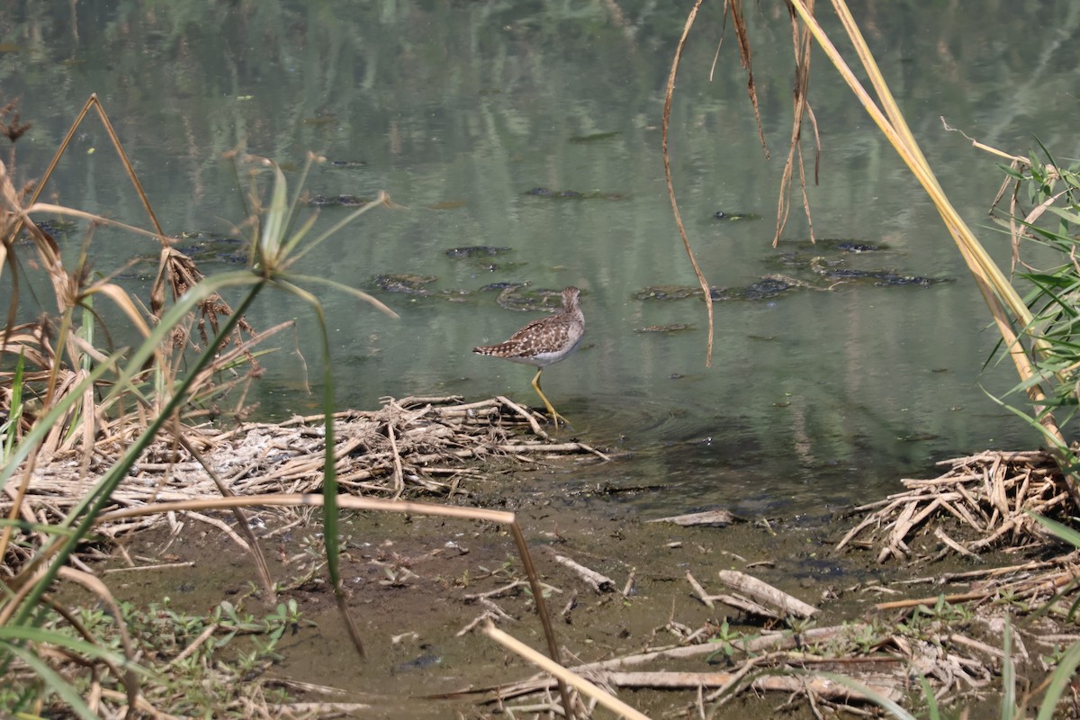 鷹斑鷸 - ML631199947