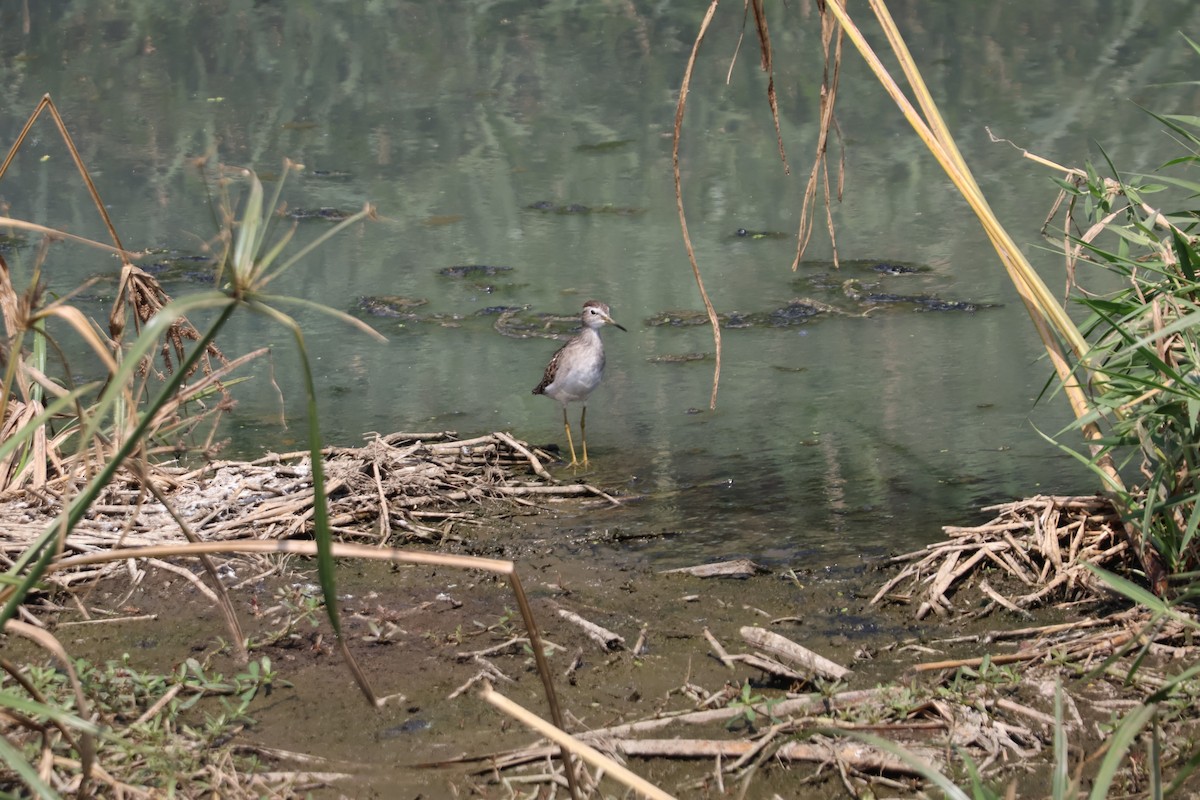 鷹斑鷸 - ML631199948