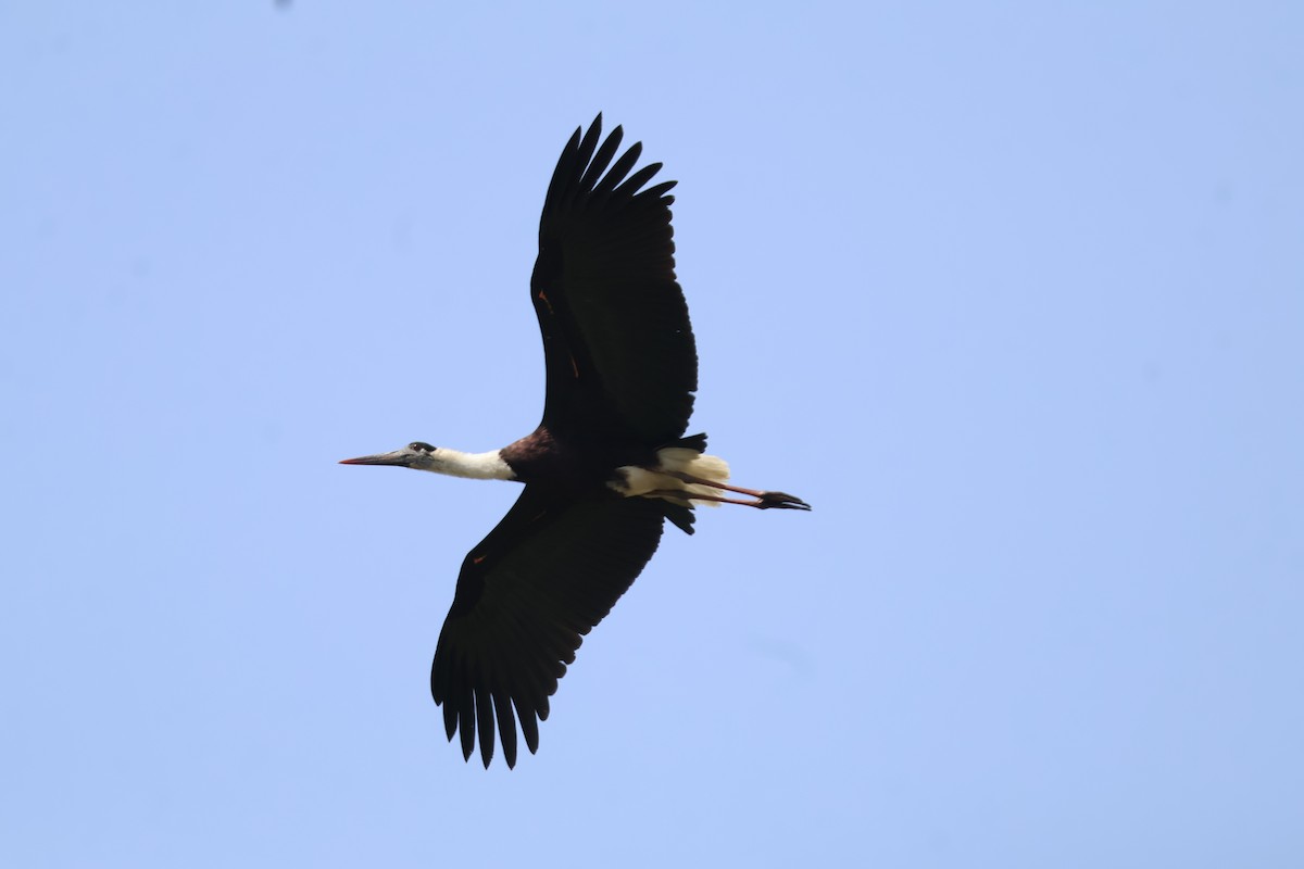 Asian Woolly-necked Stork - ML631199956