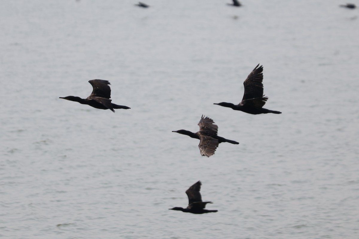 Indian Cormorant - ML631199974