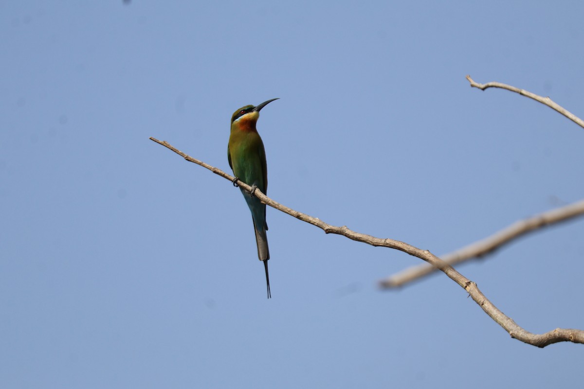 栗喉蜂虎 - ML631200015