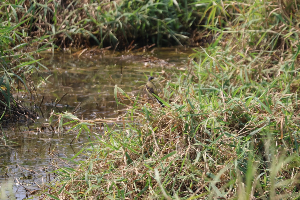 東方黃鶺鴒 - ML631200032