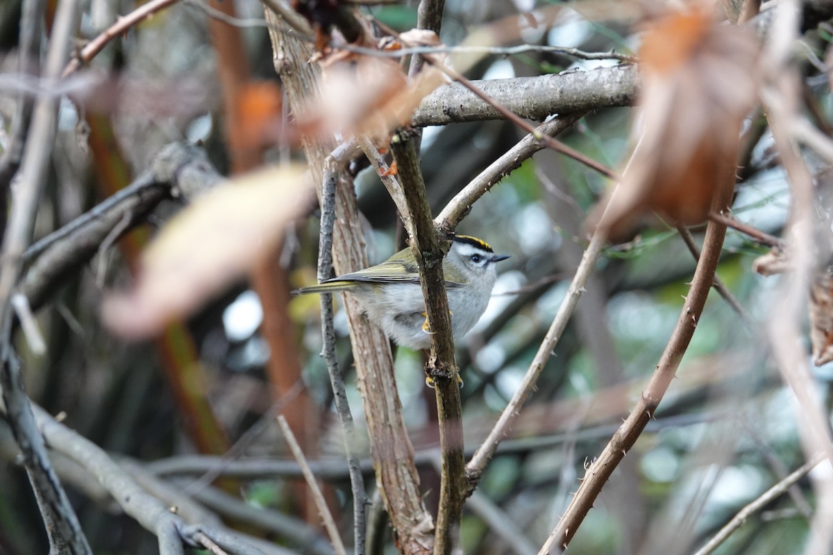 Roitelet à couronne dorée - ML631200054