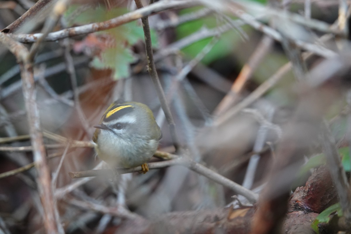 Roitelet à couronne dorée - ML631200055