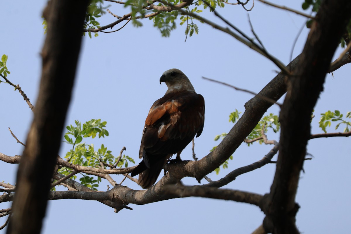 栗鳶 - ML631200062