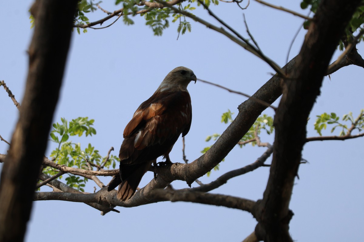 栗鳶 - ML631200063
