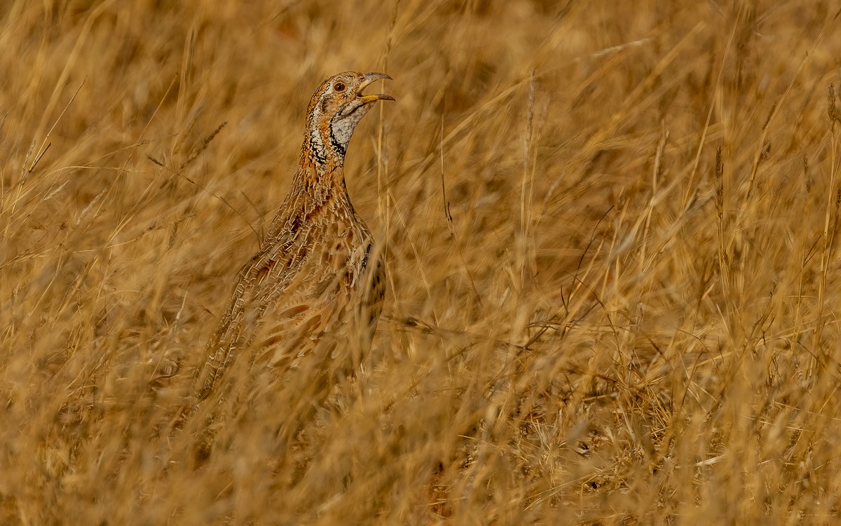 Orange River Francolin (Orange River) - ML631200068