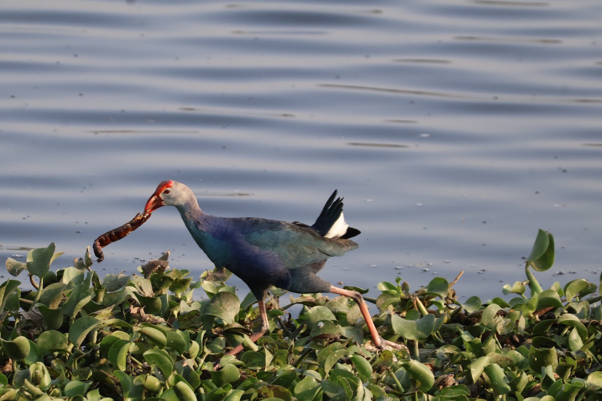 灰頭紫水雞 - ML631200117