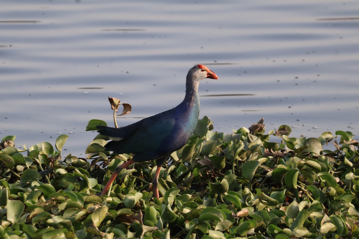 灰頭紫水雞 - ML631200118