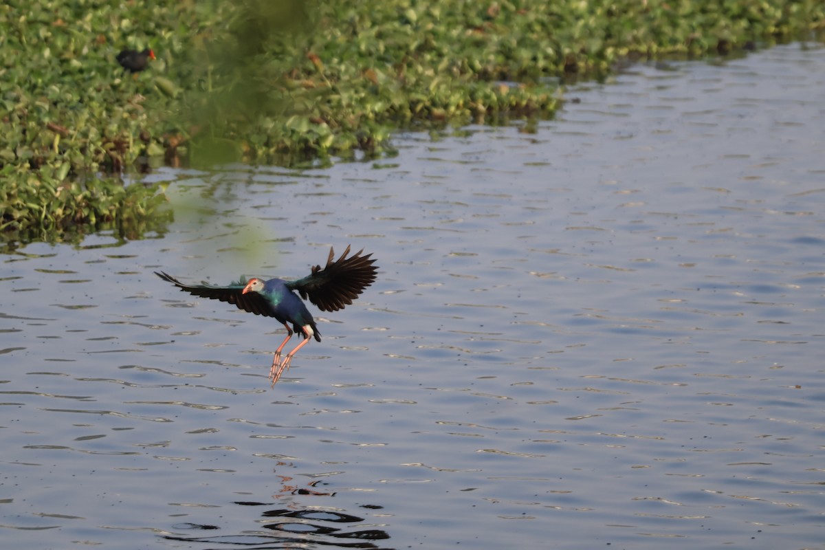 灰頭紫水雞 - ML631200119