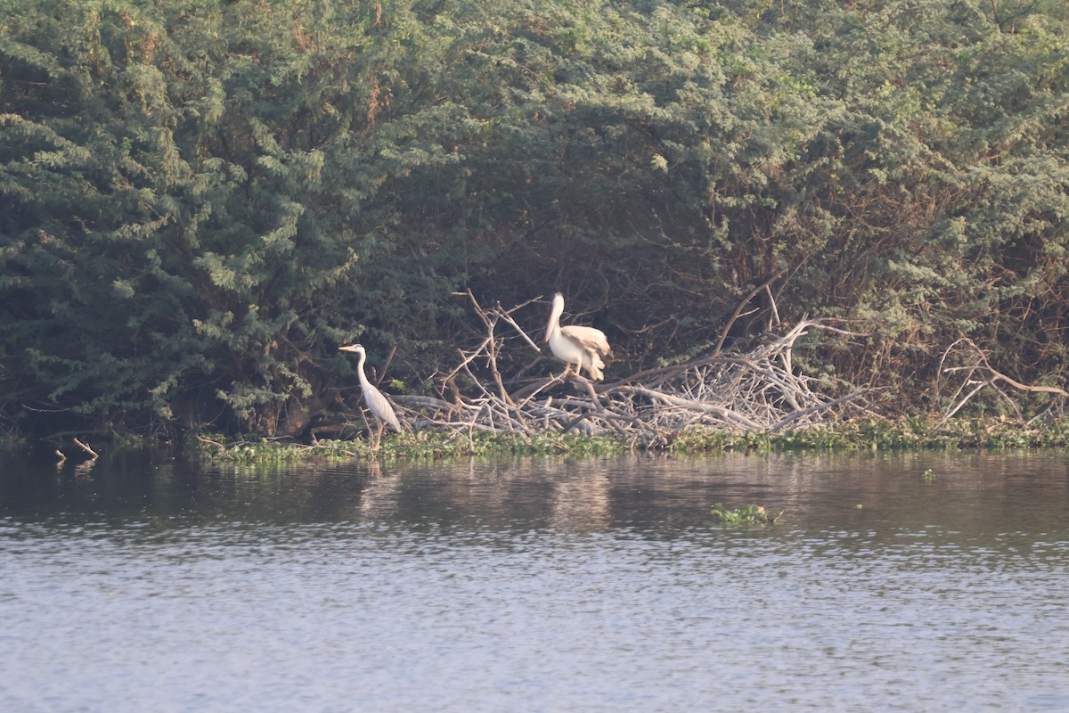 Spot-billed Pelican - ML631200148