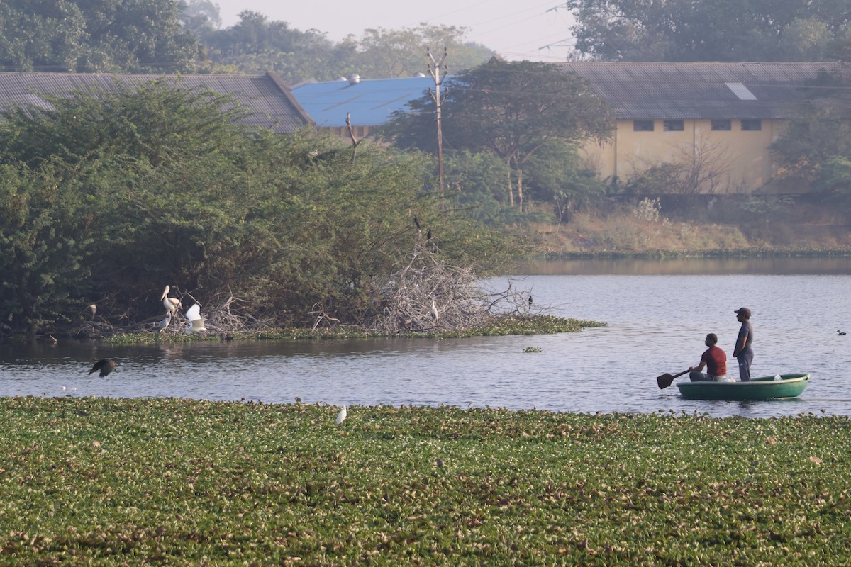 Spot-billed Pelican - ML631200149