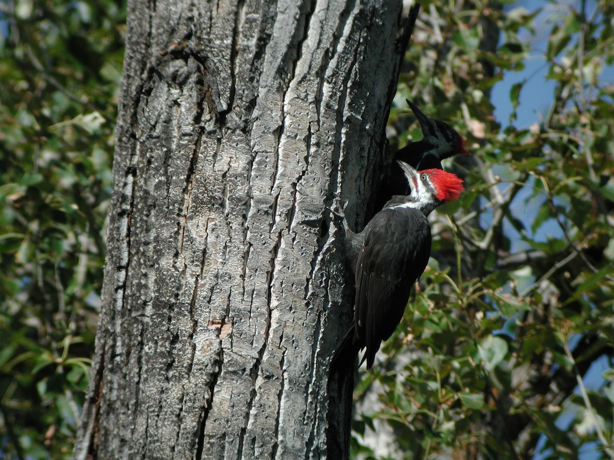 Pileated Woodpecker - Mike Grant