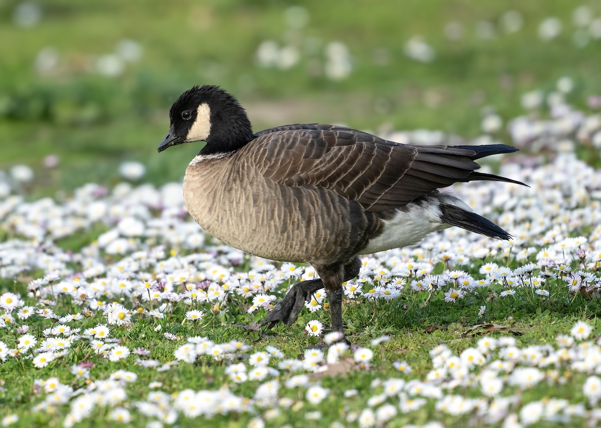 berneška malá - ML631200463
