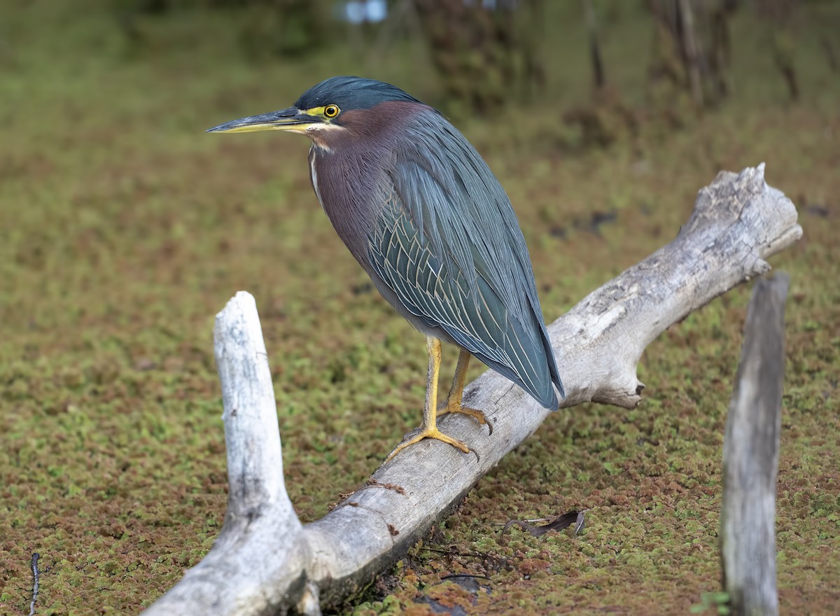 volavka zelenavá - ML631200482