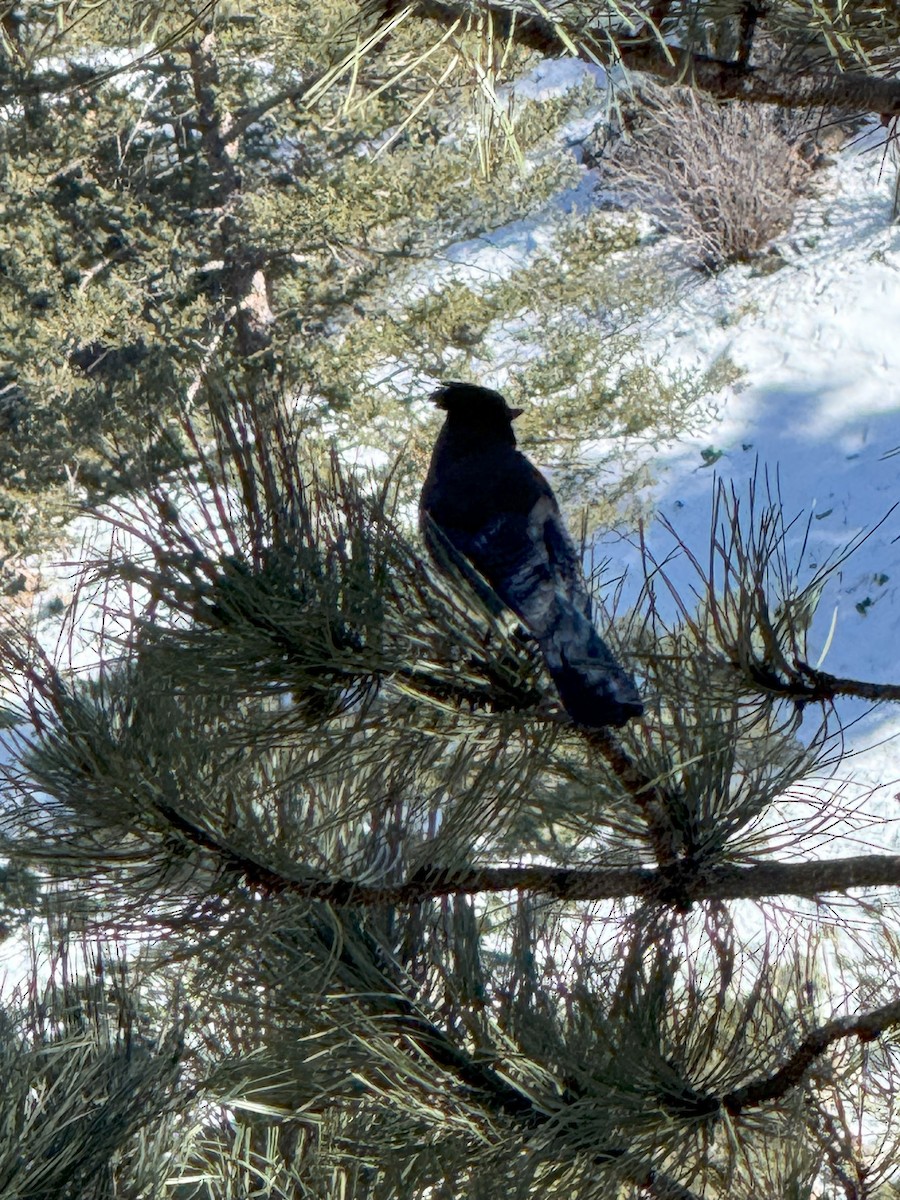 sojka Stellerova - ML631200590