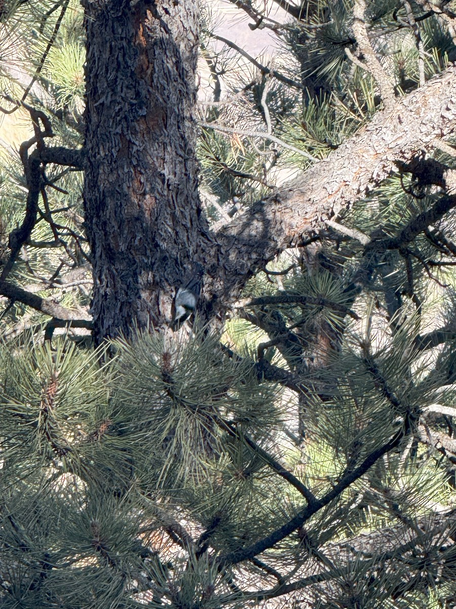 brhlík běloprsý - ML631200643