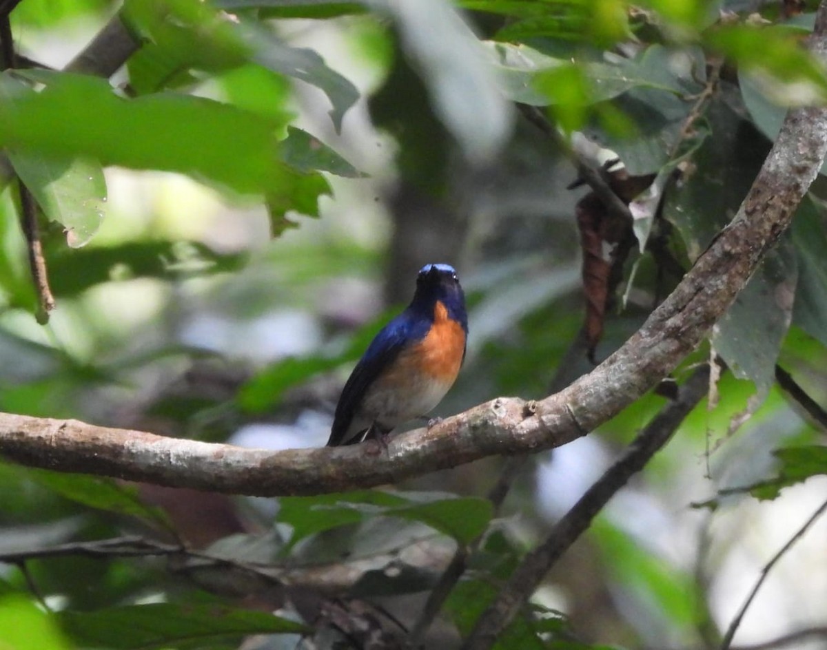 Hainan Blue Flycatcher - ML631200695