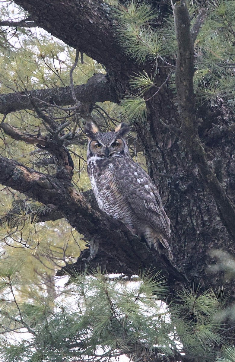 Great Horned Owl - ML631200709