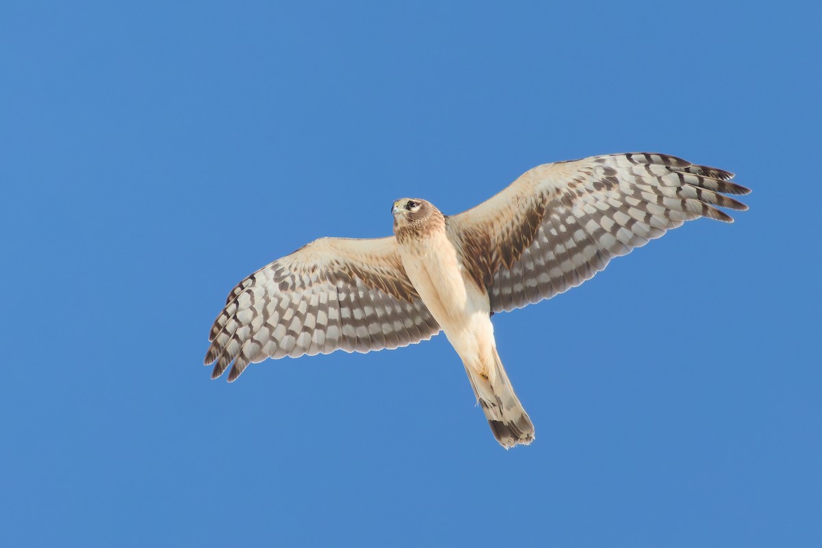 Northern Harrier - ML631200710