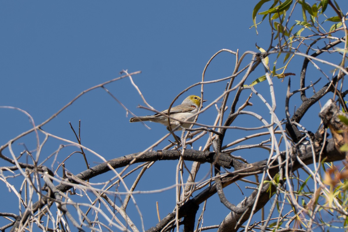 Verdin - ML631200713