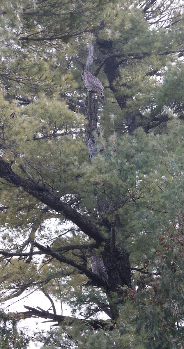 Great Horned Owl - ML631200721