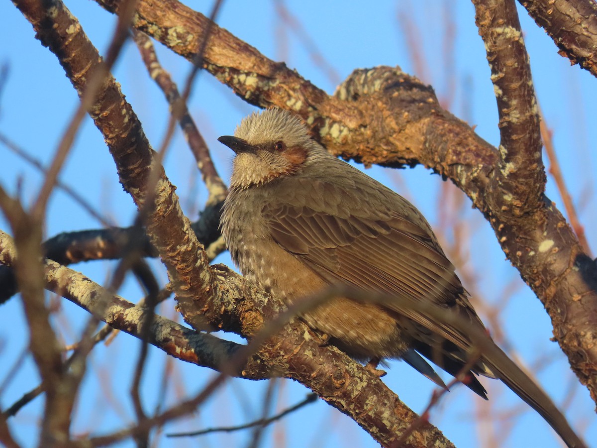 Brown-eared Bulbul - ML631200762