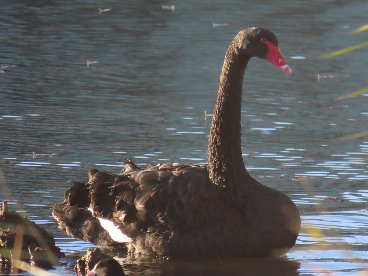 Black Swan - ML631200809