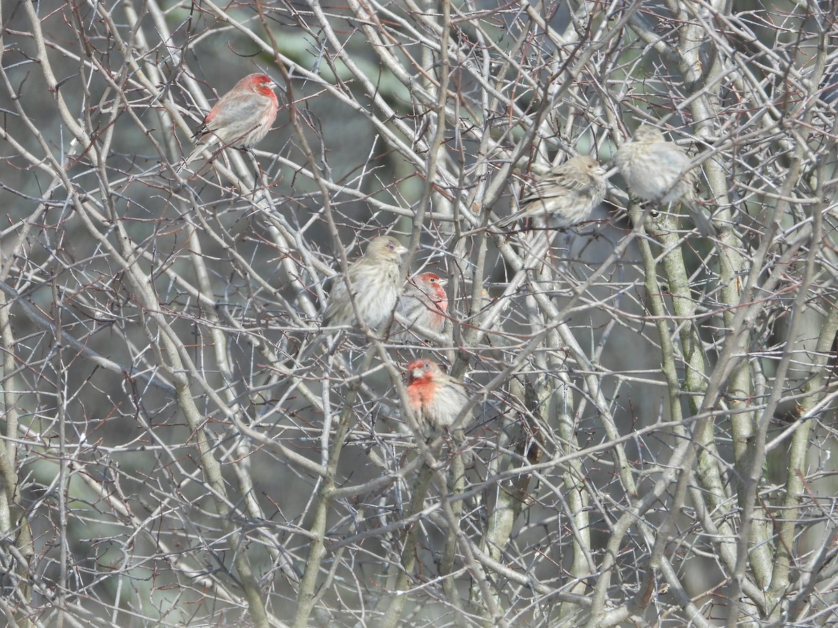 House Finch - ML631200831
