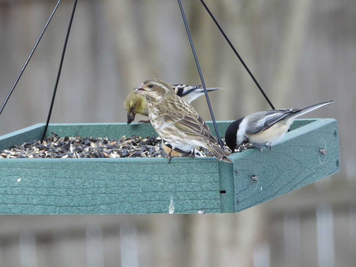 Purple Finch - ML631200835