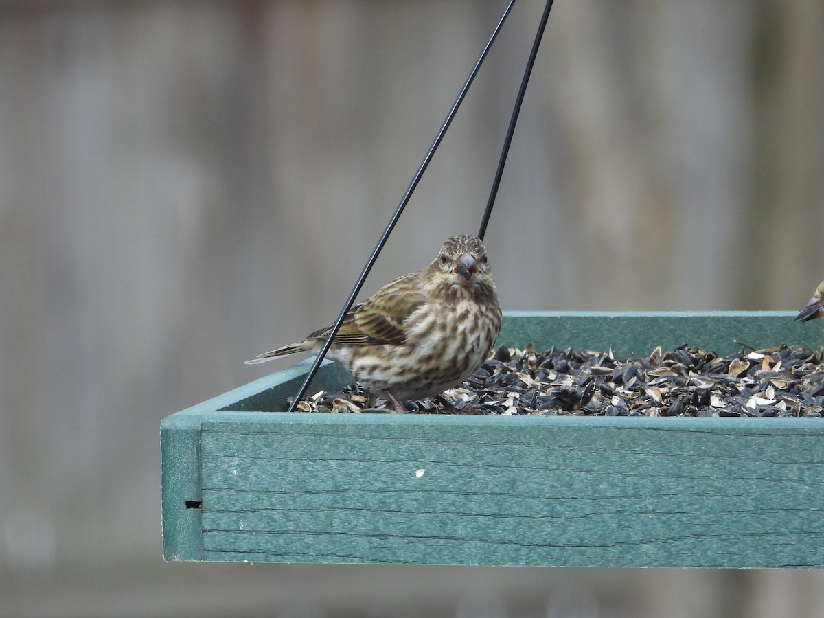 Purple Finch - ML631200836
