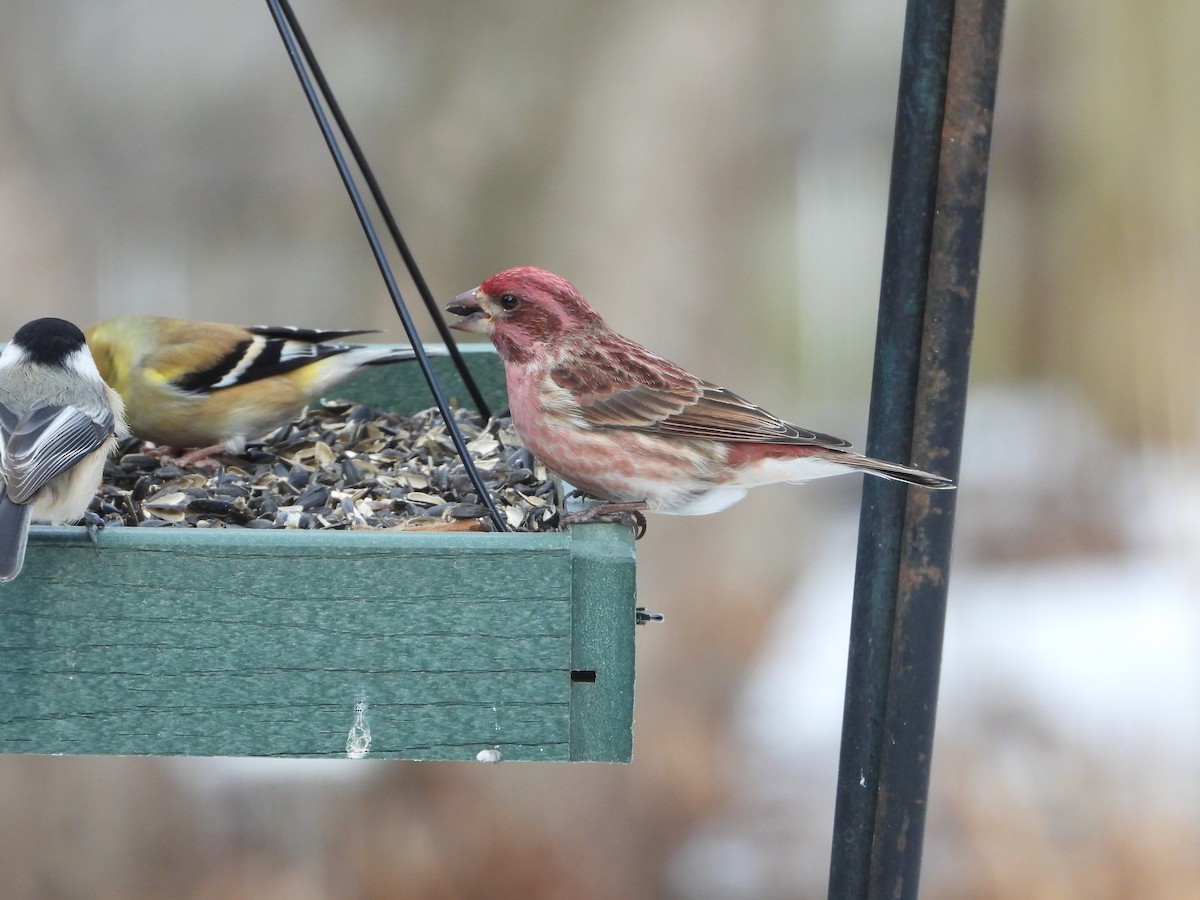 Purple Finch - ML631200837