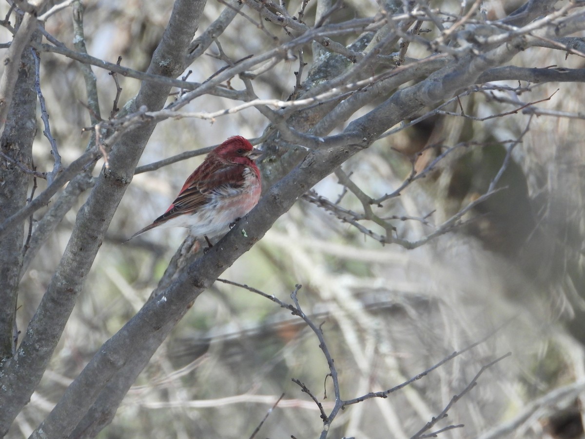 Purple Finch - ML631200838
