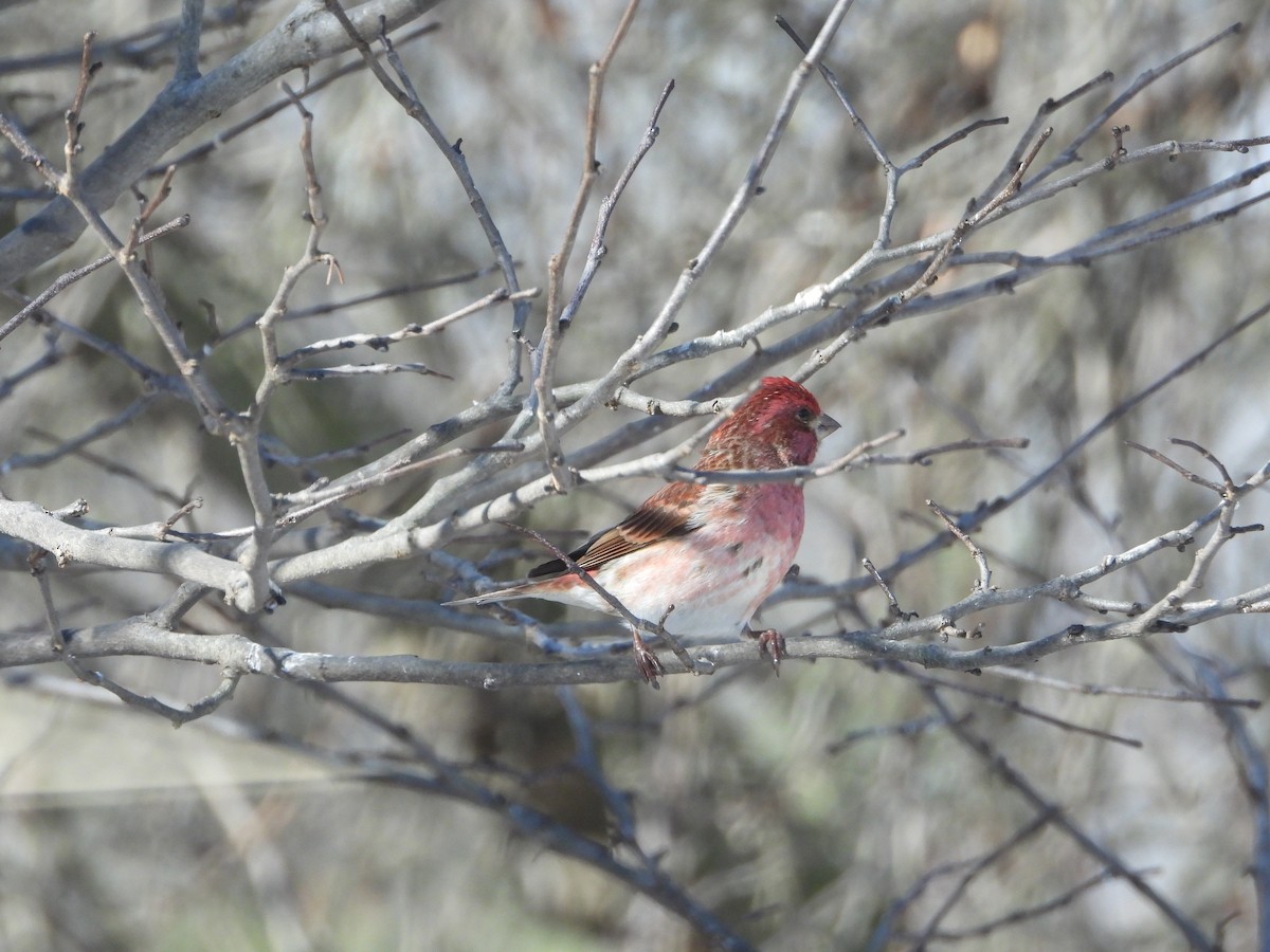 Purple Finch - ML631200839