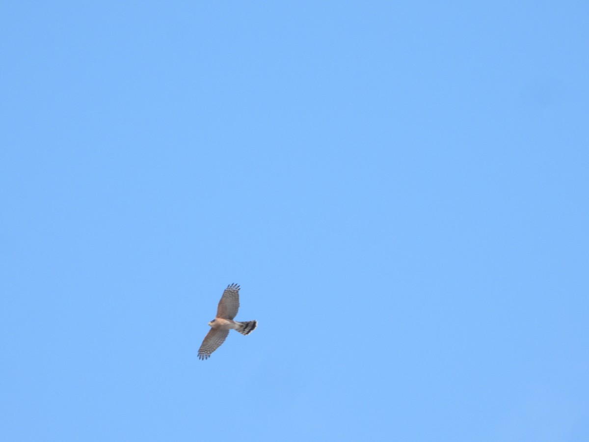 Cooper's Hawk - ML631200919