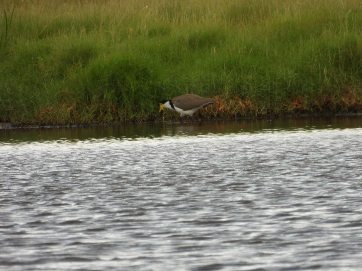 Masked Lapwing - ML631200985