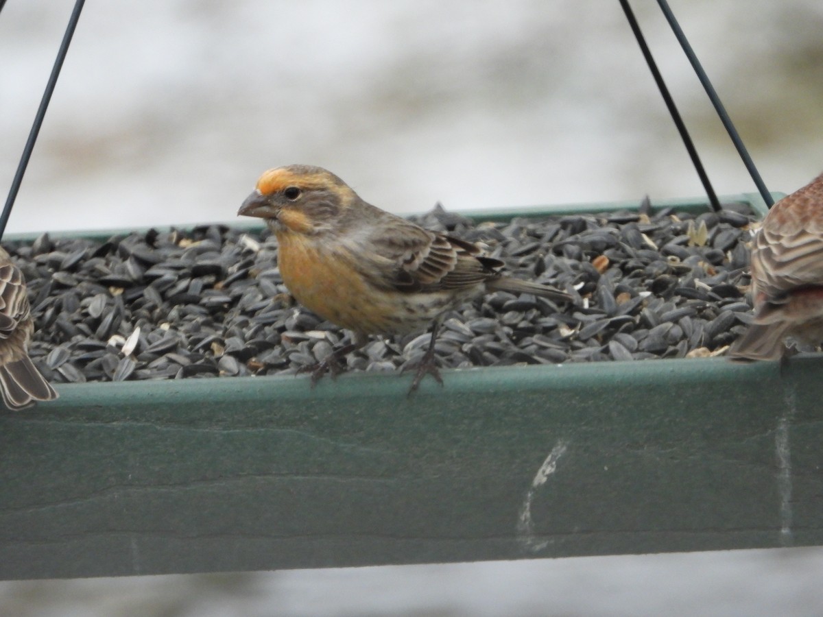 House Finch - Chad Wilson