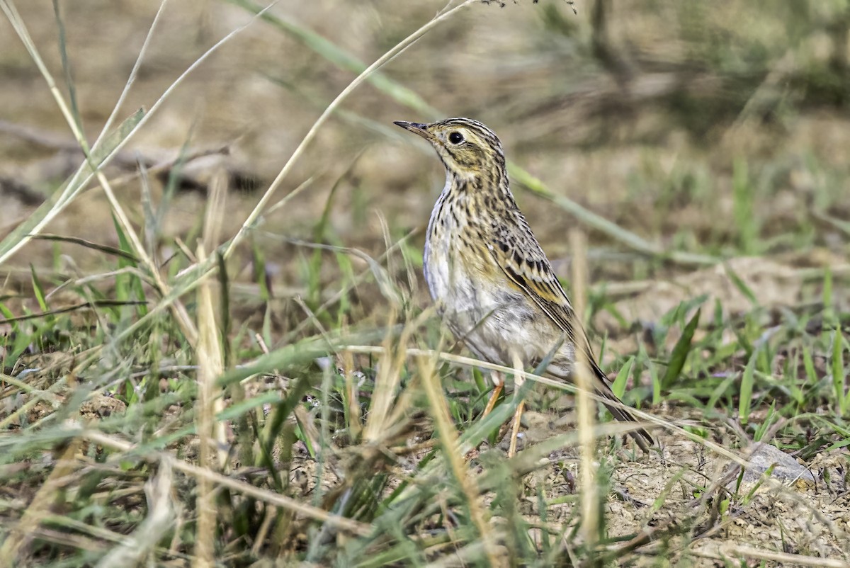 Blyth's Pipit - ML631201001