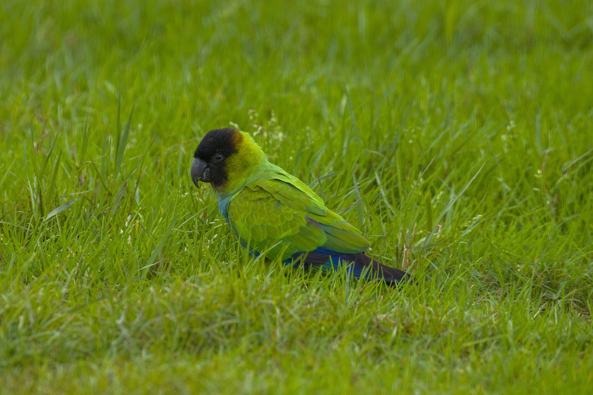 Nanday Parakeet - ML631201108