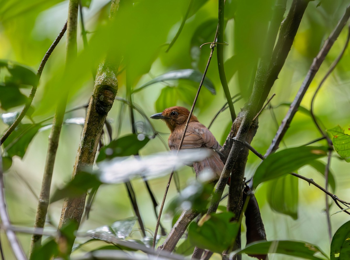 White-shouldered Antshrike - ML631201109