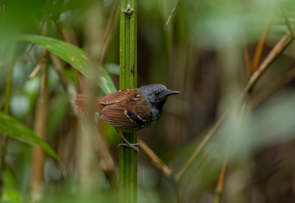 Chestnut-tailed Antbird - ML631201123
