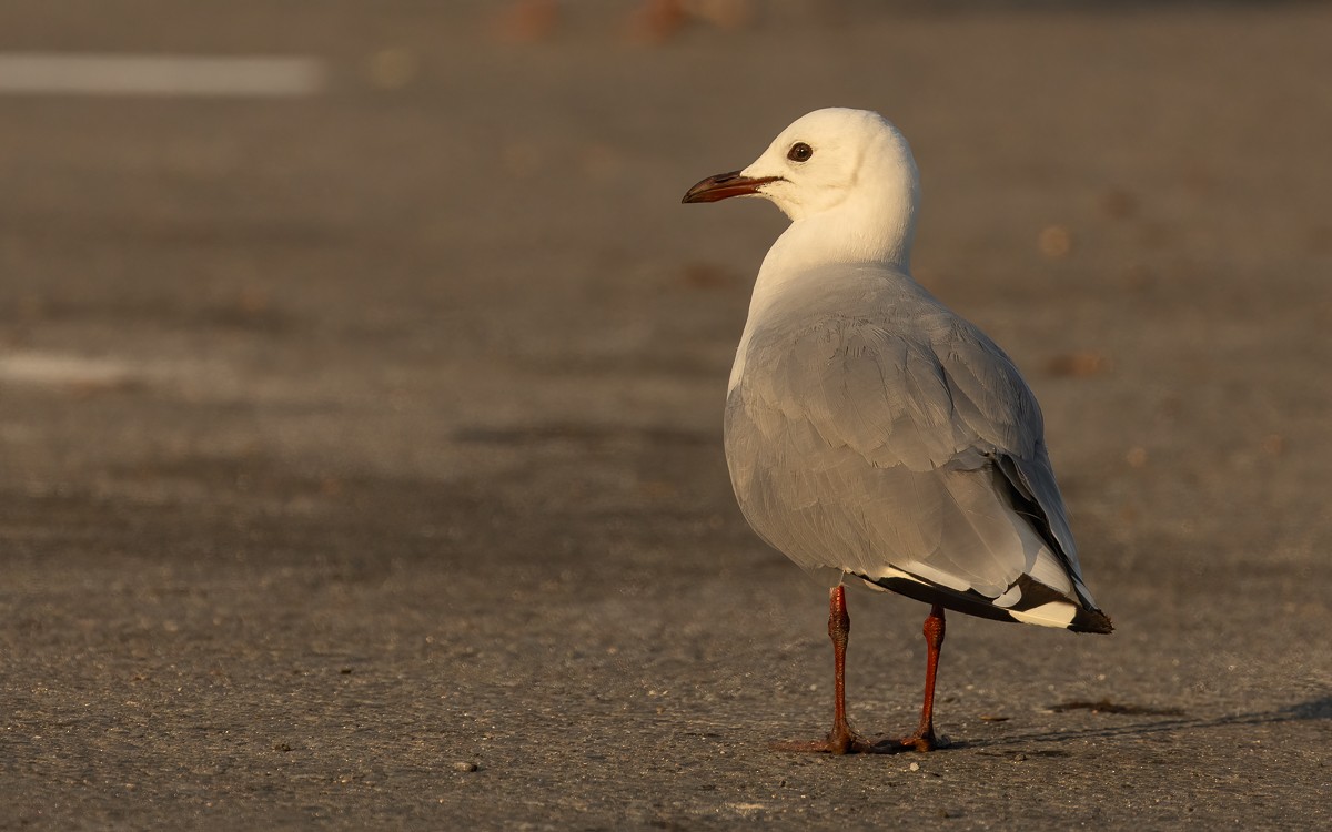 Hartlaub's Gull - ML631201130