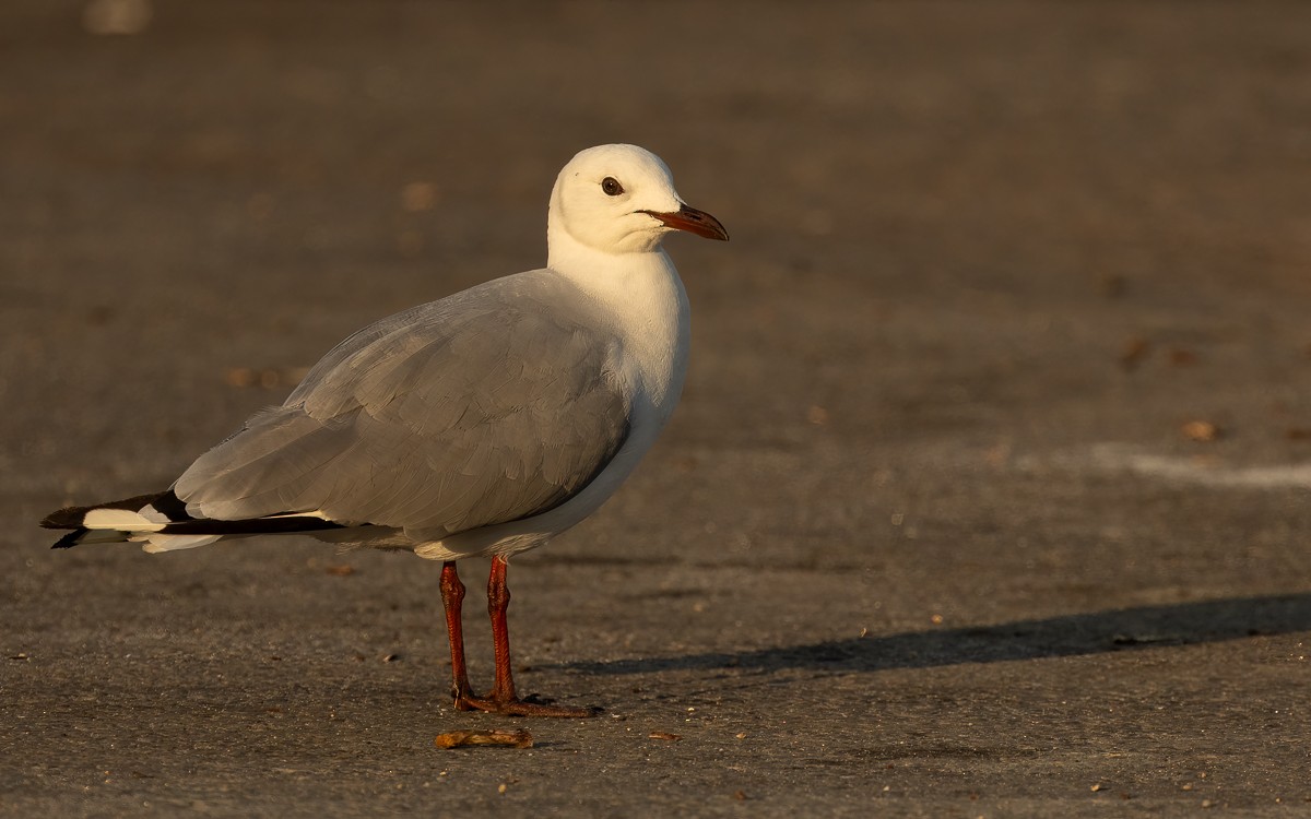 Hartlaub's Gull - ML631201132
