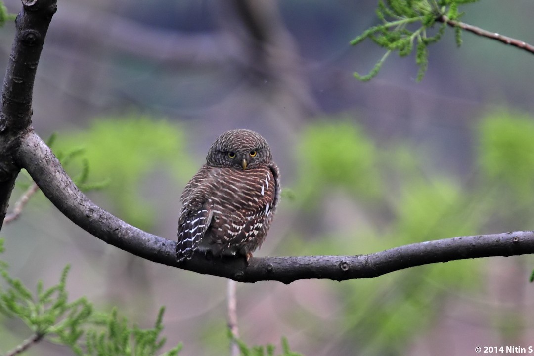 Asian Barred Owlet - ML631201329