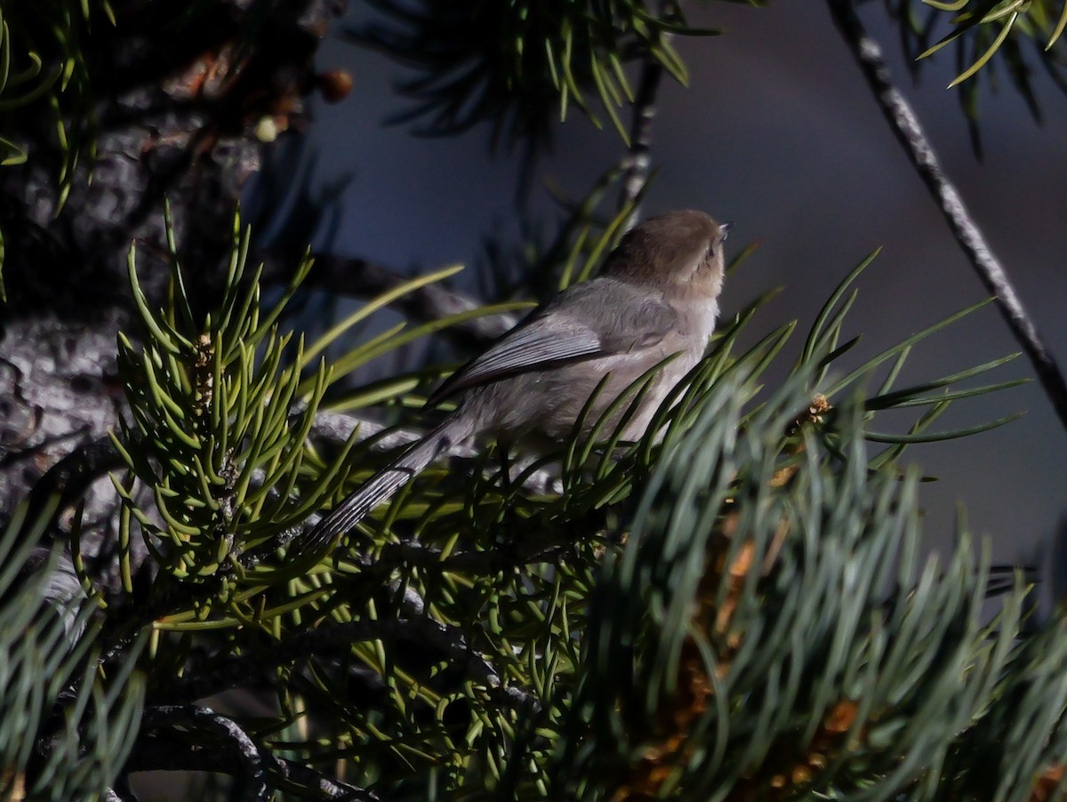 Bushtit - ML631201341