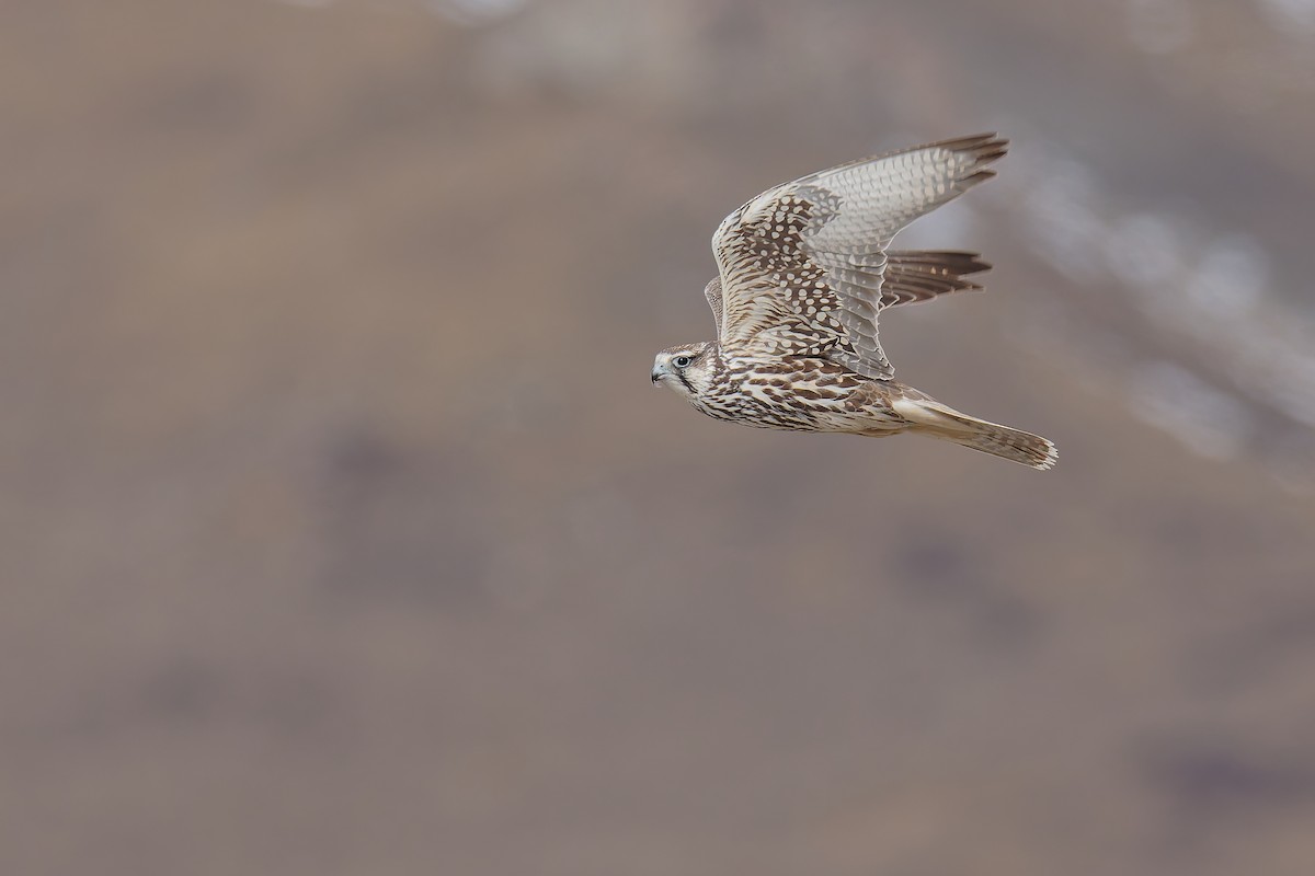 Saker Falcon - ML631201361